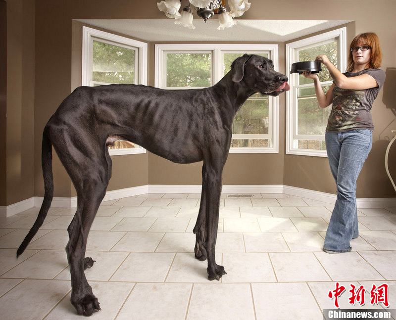 近日，2013版世界吉尼斯纪录出炉，图为来自美国密歇根州3岁大的狗狗Zeus，身高111.8厘米，是世界上最高的狗。
