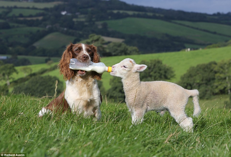 英国一只叫“杰西卡”的牧羊犬聪明无比，每天用嘴衔着奶瓶喂养孤儿羊羔，是其农场主主人得力的好帮手。