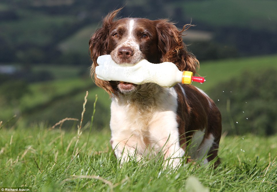 英国一只叫“杰西卡”的牧羊犬聪明无比，每天用嘴衔着奶瓶喂养孤儿羊羔，是其农场主主人得力的好帮手。