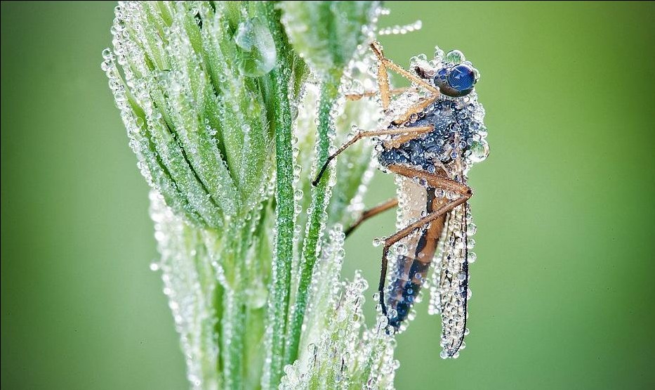 摄影师大卫·尚邦拍摄的微距作品：水晶蜻蜓