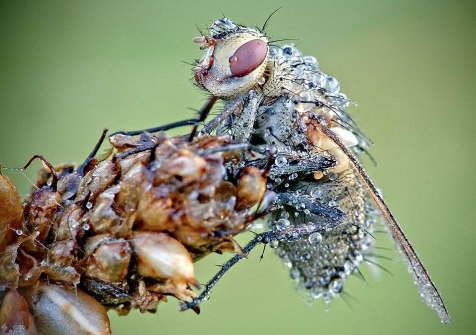 摄影师大卫·尚邦拍摄的微距作品：水晶蜻蜓