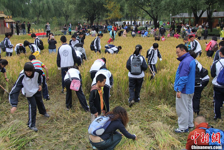 10月13日，北京清华大学附中与北京海淀公园合作，宣布将海淀公园的京西稻田设为清华附中的社会实践基地。当天，100多名该校学生走入稻田，挥动镰刀，亲手体验收割稻穗的辛劳，感受收获的快乐。图为热火朝天的劳动场面。