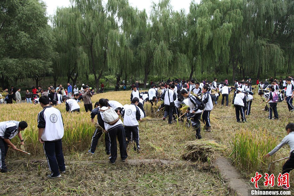 10月13日，北京清华大学附中与北京海淀公园合作，宣布将海淀公园的京西稻田设为清华附中的社会实践基地。当天，100多名该校学生走入稻田，挥动镰刀，亲手体验收割稻穗的辛劳，感受收获的快乐。图为热闹的劳动场面。