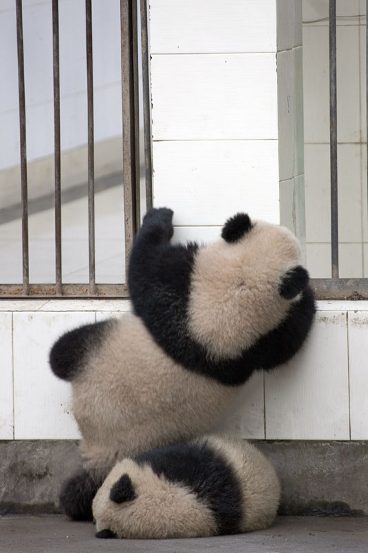 这只六个月大的熊猫还非常明智地认识到了自己体胖腿短的劣势，于是找了一名正在酣睡的“共犯”给自己做垫脚石。这一妙计让它成功地够到了围墙上方的铁栏，但它似乎并未设计好接下来的逃脱方案。