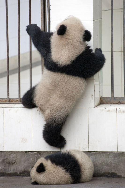 当地时间2013年11月7日报道，当41岁的英国摄影师David Jenkins在中国成都的碧峰峡大熊猫保护区做志愿者时，目睹了非常诙谐的一幕：一只可爱的大熊猫似乎受够了没有自由的生活，决定越狱逃走。