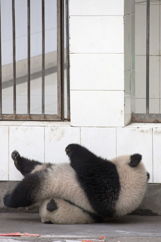 抓着铁栏坚持了一会儿之后，熊猫还是输给了自己的体重，跌回园内摔了个四脚朝天，还把“越狱小伙伴”压在了身下。所幸两位都没有受伤，而大脱逃计划终告失败。