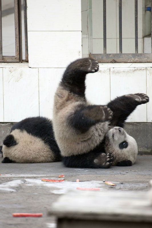 抓着铁栏坚持了一会儿之后，熊猫还是输给了自己的体重，跌回园内摔了个四脚朝天，还把“越狱小伙伴”压在了身下。所幸两位都没有受伤，而大脱逃计划终告失败。