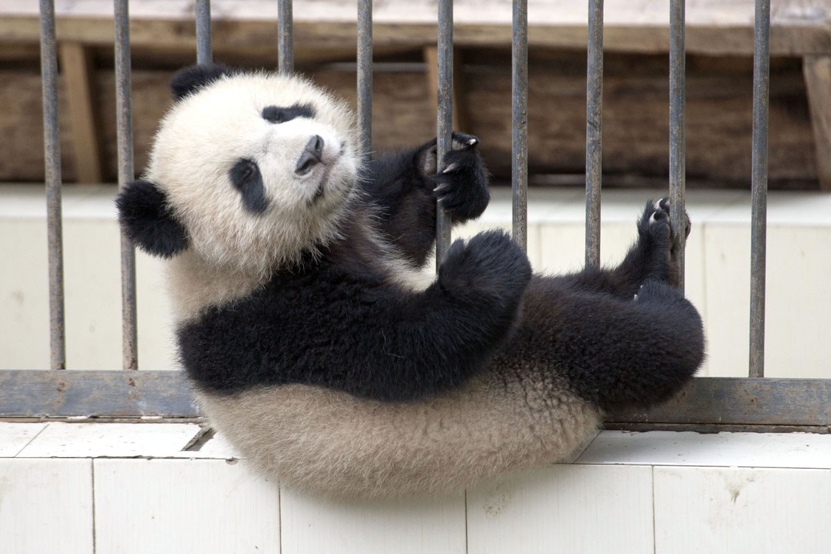 熊猫越狱计划终告失败。