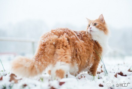 雪景里一只毛蓬蓬的美喵