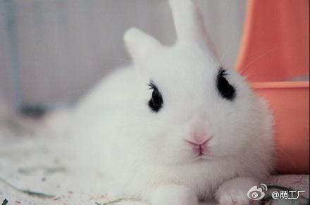 天然烟熏妆的海棠兔，将美丽进行到底!