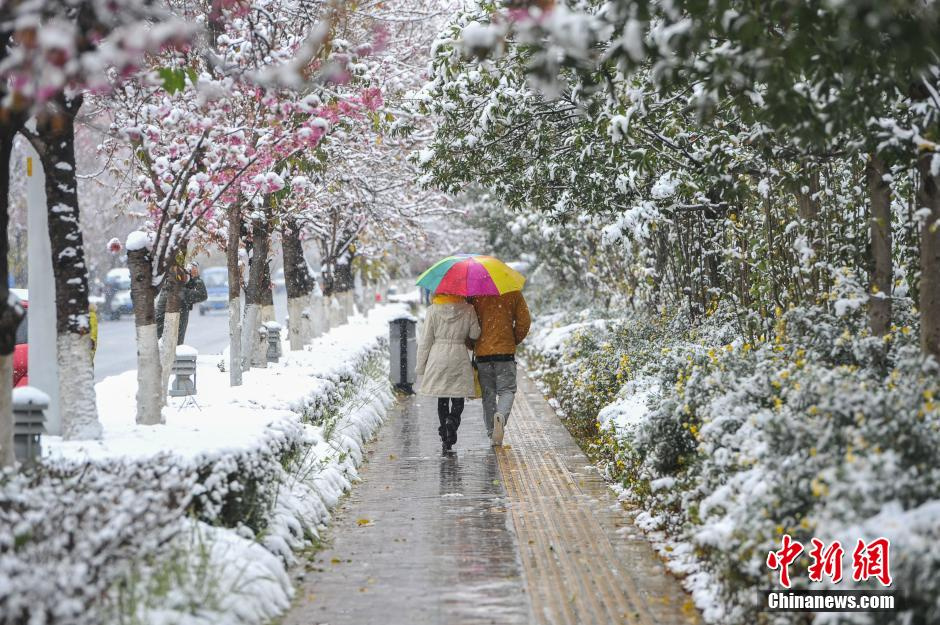 2013年12月16日，昆明城区降下今冬以来首场雪，对于多年不见雪花的昆明市民来说下雪就像过节一样，随处可见顶风冒雪的民众在路边拍照，玩雪。图为市民漫步在雪中欣赏美景。