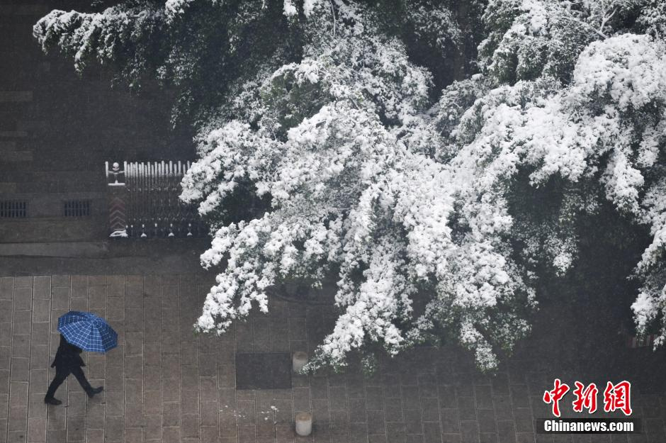 2013年12月16日，受到强冷空气影响，昆明连续两日降雪，城区一片银装素裹，分外美丽。