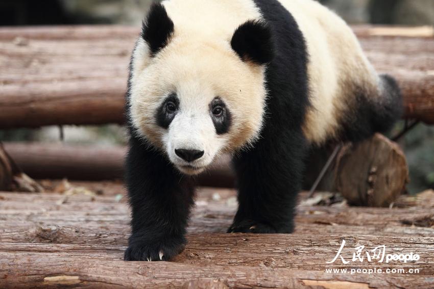 2013年12月19日，杭州动物园，大熊猫“成小”的黑眼圈变白，出现病变，很多网友和熊猫粉丝都很担心成小，希望成小的病能尽快得到治疗。 2013年12月19日，浙江省杭州市，杭州动物园，大熊猫“成小”的黑眼圈变白，出现病变，很多网友和熊猫粉丝都很担心成小，希望成小的病能尽快得到治疗。今年9月成大、成小从四川来到杭州动物园，接替蜀云、娅琳成为杭州动物园熊猫馆的第四任馆主。姐姐成大，69.6公斤，性格文气，出生于2011年8月15日。弟弟成小直到8月16日才出生，现在61公斤，更加淘气些。据说，成小来杭州之前就得过螨虫。专家认为，如果是在四川，潮湿的环境以及半野生培殖的情况下，是有得螨虫的可能。但是专家也表示：“住在杭州的水泥房子里，得螨虫概率不大。”螨虫是一类体型微小的动物，身体大小一般都在0.5毫米左右，肉眼是看不出来的，要在显微镜下才能看到。动物专家说：“得了螨虫以后，会剧烈瘙痒，而成小并没有这种症状。所以，不能确定成小眼睛有螨虫。”张旭动物医院院长张旭说，螨虫是常见的皮肤病，只要好好治疗，口服或外用消炎药，4周内就能康复。家里有宠物的朋友知道，宠物因螨虫而患皮肤病不少见。其实螨虫并不可怕，70%的人或多或少都会有螨虫，大多数人是没有任何症状的。至于有些网友猜测的“成小的眼睛变白，出现病变”，这也不太靠谱。杭州动物园的专家表示：“前几日就已经关注到成小眼眶变白的现象，当时也第一时间跟成都熊猫基地联络，并已经开始治疗。这几日，天天都跟成都大熊猫基地的动物专家紧密联系，并且在他们的指导下进一步积极治疗。”“成都的大熊猫专家认为，这是皮肤寄生虫，但哪种寄生虫还不确定。先正常治疗就好了，不是严重疾病，他们目前也不会来杭州。”动物园专家表示，治疗需要一段时间，熊猫粉丝们不用太担心。