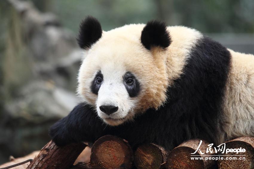 2013年12月19日，杭州动物园，大熊猫“成小”的黑眼圈变白，出现病变，很多网友和熊猫粉丝都很担心成小，希望成小的病能尽快得到治疗。 2013年12月19日，浙江省杭州市，杭州动物园，大熊猫“成小”的黑眼圈变白，出现病变，很多网友和熊猫粉丝都很担心成小，希望成小的病能尽快得到治疗。今年9月成大、成小从四川来到杭州动物园，接替蜀云、娅琳成为杭州动物园熊猫馆的第四任馆主。姐姐成大，69.6公斤，性格文气，出生于2011年8月15日。弟弟成小直到8月16日才出生，现在61公斤，更加淘气些。据说，成小来杭州之前就得过螨虫。专家认为，如果是在四川，潮湿的环境以及半野生培殖的情况下，是有得螨虫的可能。但是专家也表示：“住在杭州的水泥房子里，得螨虫概率不大。”螨虫是一类体型微小的动物，身体大小一般都在0.5毫米左右，肉眼是看不出来的，要在显微镜下才能看到。动物专家说：“得了螨虫以后，会剧烈瘙痒，而成小并没有这种症状。所以，不能确定成小眼睛有螨虫。”张旭动物医院院长张旭说，螨虫是常见的皮肤病，只要好好治疗，口服或外用消炎药，4周内就能康复。家里有宠物的朋友知道，宠物因螨虫而患皮肤病不少见。其实螨虫并不可怕，70%的人或多或少都会有螨虫，大多数人是没有任何症状的。至于有些网友猜测的“成小的眼睛变白，出现病变”，这也不太靠谱。杭州动物园的专家表示：“前几日就已经关注到成小眼眶变白的现象，当时也第一时间跟成都熊猫基地联络，并已经开始治疗。这几日，天天都跟成都大熊猫基地的动物专家紧密联系，并且在他们的指导下进一步积极治疗。”“成都的大熊猫专家认为，这是皮肤寄生虫，但哪种寄生虫还不确定。先正常治疗就好了，不是严重疾病，他们目前也不会来杭州。”动物园专家表示，治疗需要一段时间，熊猫粉丝们不用太担心。