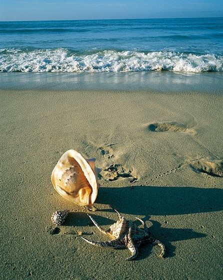 海南三亚大东海海滩贝壳
