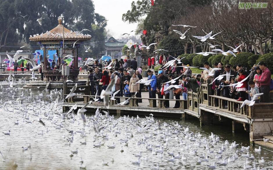 春暖花开鸥鸟飞 2月14日，游客在昆明大观公园喂海鸥。 春节期间，云南昆明天气晴朗，气候宜人。人们纷纷走出家门，来到公园看花展、喂海鸥，尽享美丽春光。