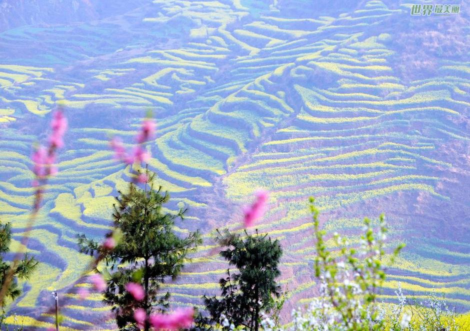 敞开双臂迎接春暖花开 云南省曲靖市罗平桃花映衬下的油菜花梯田(2月20日摄)。每当春天来临，这里广袤沃土上的80万亩油菜花海吸引中外游客前来采风观光，成为助推当地经济发展的亮点。 在早春时节，我国北方大部分地区还一片寒冷，南方已可感受春天暖意，早春作物和各色鲜花装点着南国绚丽风光。