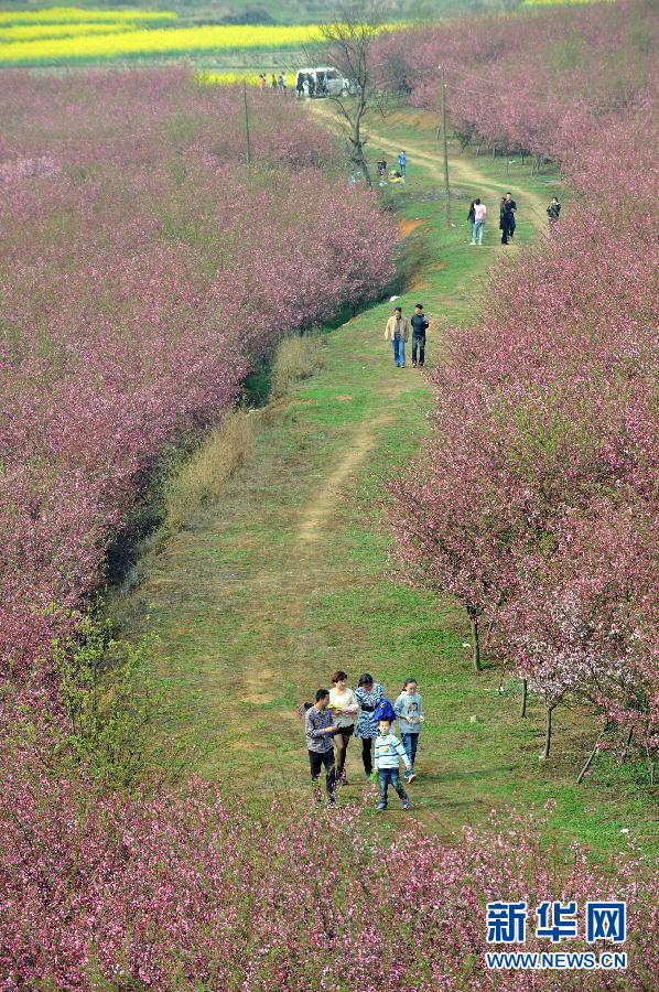 3月10日，在贵州省平坝县农场内的万亩樱花园里，一位父亲正与他的孩子赏花玩耍。当日，贵州省平坝县农场内的万亩樱花竞相绽放，吸引了众多游客前来踏青、赏花。
