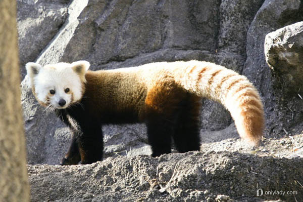 会微笑的濒危动物——国宝小熊猫 据维基百科介绍，小熊猫又名熊猫、红熊猫、红猫熊、小猫熊、火狐，是一种濒危的哺乳类动物，分布在中国南方到喜马拉雅山麓、不丹、印度、老挝、缅甸、尼泊尔等国。属于食肉目，因其与美洲大陆的浣熊亲缘关系最接近，所以单独列为小熊猫科。