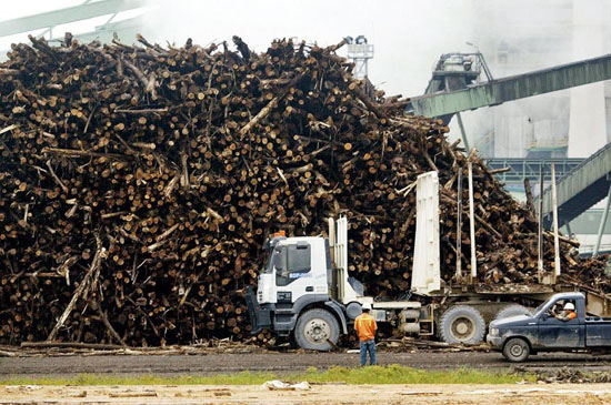 印度尼西亚，PELALAWAN，木材厂大量砍伐原生林，这些木材将被用于造纸，当地政府利用林木资源获取了大量利益，而当地生态则受到了严重破坏。