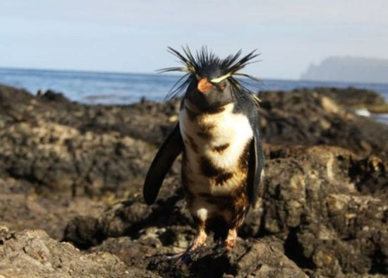 2011年3月23日，一只身上沾满油渍的北凤冠企鹅(northern rockhopper penguin)，据英国英国皇家保护鸟类协会说，一周前一艘货船在南大西洋南丁格尔岛触礁，大约有1500吨燃油漏出。该岛是英国特里斯坦-达库尼亚群岛的组成部分，其上生活着多达20万只北凤冠企鹅，这一数字占世界北凤冠企鹅总数的一半。由于这种企鹅的数量在过去30年间莫名迅速下降，因此世界自然保护联盟(IUCN)将其归类为濒危物种。
