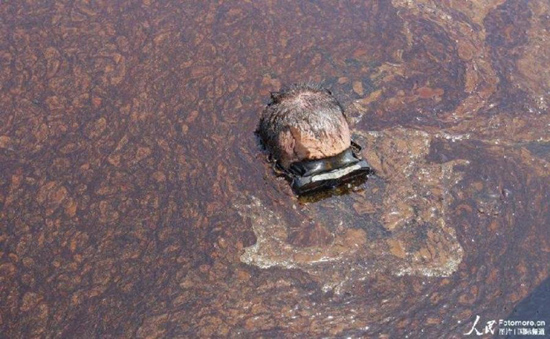 2010年6月7日，美国：APTN摄影师 Rich Matthews 潜入水底，拍摄“深水地平线”漏油情况。