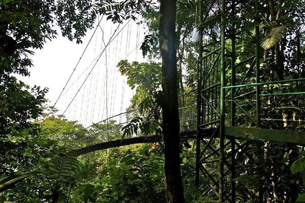 哥斯达黎加-萨拉皮奇，Selva Verde保护区