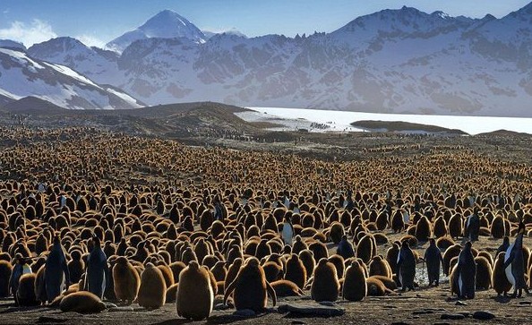 企鹅家族如此庞大 壮观企鹅托儿所