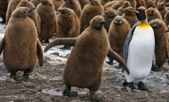 壮观企鹅托儿所 不知道帝企鹅多大会变成这个颜色，刚出生是灰色的，这样子就像毛绒玩具。南极乔治亚岛，成千上万的小企鹅挤在一起，等待去海里觅食的父母归来。有个小问题，它们怎样找到自己的孩子?难以置信的是，通过分辨独特的叫声，它们就可一一对应上。 帝企鹅和王企鹅的区分： 这两种企鹅经常容易被搞混。可是它们确实是两种不同的企鹅。帝企鹅身高1米多而王企鹅身高90厘米左右。中国一些科教书经常把王企鹅说成帝企鹅。