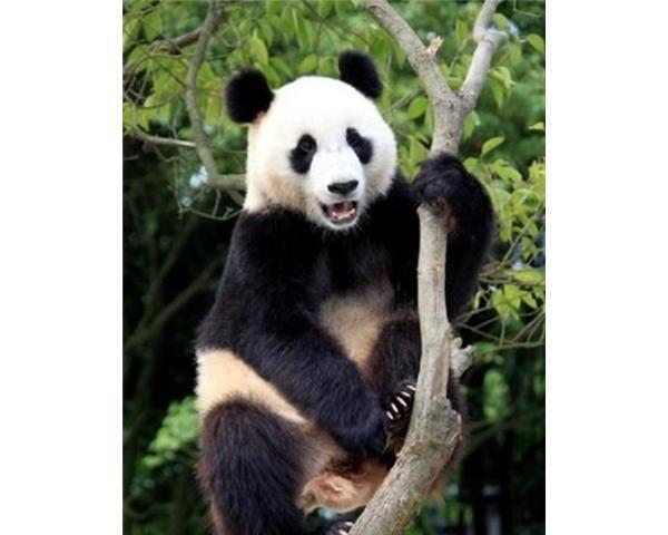 非常可爱的熊猫，我们要爱惜它们哦