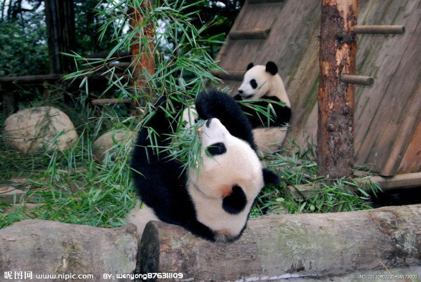 非常可爱的熊猫，我们要爱惜它们哦