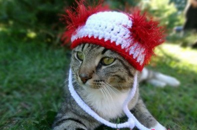 戴帽子的喵 受到给小孩子编制帽子的启发， 美国艺术家梅雷迪思·亚尔伯勒突发奇想，想看看给猫咪戴上帽子会怎样。她就这么做了。唔……还别说，猫咪戴上帽子后，顿时感觉洋气了好多!