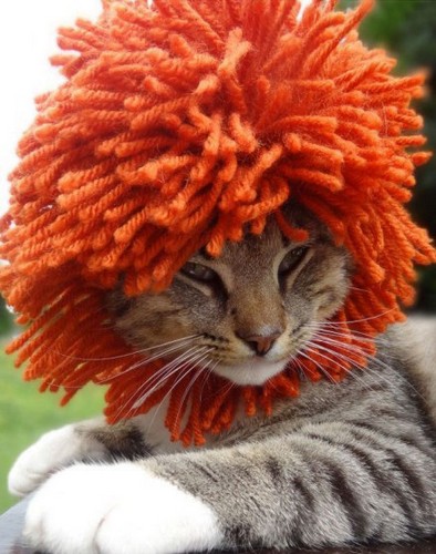 戴帽子的喵 受到给小孩子编制帽子的启发， 美国艺术家梅雷迪思·亚尔伯勒突发奇想，想看看给猫咪戴上帽子会怎样。她就这么做了。唔……还别说，猫咪戴上帽子后，顿时感觉洋气了好多!