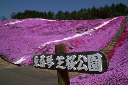 北海道大空町的芝樱公园美轮美奂 五六月是北海道芝樱开花的季节，目前园内的芝樱正是最佳观赏期。一片花海，简直太美了! 去不了就饱饱眼福吧。