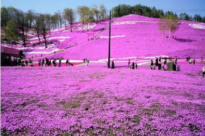 北海道大空町的芝樱公园美轮美奂 五六月是北海道芝樱开花的季节，目前园内的芝樱正是最佳观赏期。一片花海，简直太美了! 去不了就饱饱眼福吧。