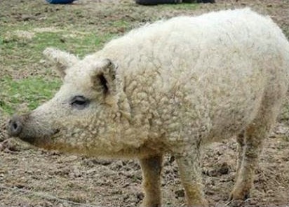 林子大了，什么猪都有 世界上还有这样一种生物：绵羊猪。也叫草泥猪!!它的英文名叫Sheep-pig，是一种身上长着“羊毛”的猪!原产自匈牙利和奥地利，曾经在英国的林肯郡也很常见。跟羊一样，它也可剪毛，剪掉的毛可以做成羊毛衫～多么酷的一种猪啊!