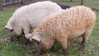 林子大了，什么猪都有 世界上还有这样一种生物：绵羊猪。也叫草泥猪!!它的英文名叫Sheep-pig，是一种身上长着“羊毛”的猪!原产自匈牙利和奥地利，曾经在英国的林肯郡也很常见。跟羊一样，它也可剪毛，剪掉的毛可以做成羊毛衫～多么酷的一种猪啊!