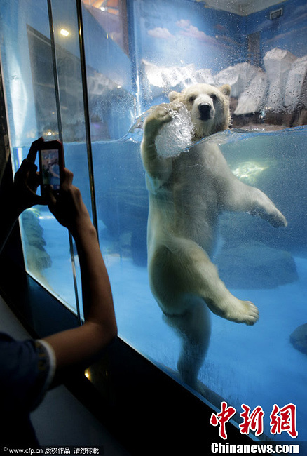 北极熊水中展示熊式健康操 萌翻众游客 7月12日，湖北省武汉市，武汉极地海洋世界。北极熊们见到很多小朋友来看它。立马有了精神头。在水中向小朋友们展示熊式健康操。第二节：伸展运动。