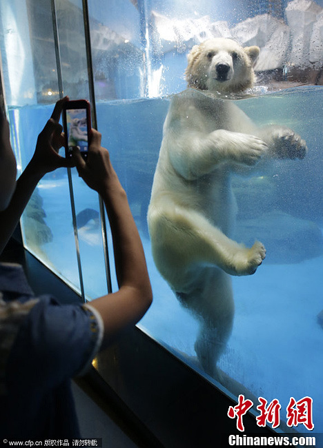 北极熊水中展示熊式健康操 萌翻众游客 7月12日，湖北省武汉市，武汉极地海洋世界。北极熊们见到很多小朋友来看它。立马有了精神头。在水中向小朋友们展示熊式健康操。第二节：伸展运动。