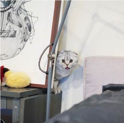 折耳猫 不用总是盯着我 在家的时候，总感觉有一双眼睛在盯着我