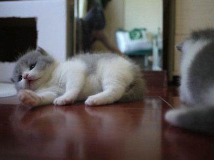 网友养的猫咪，出生3周大，soooo cute! 豆瓣网友自己养的猫咪，出生3周大，soooo cute!