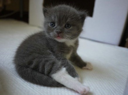 网友养的猫咪，出生3周大，soooo cute! 豆瓣网友自己养的猫咪，出生3周大，soooo cute!