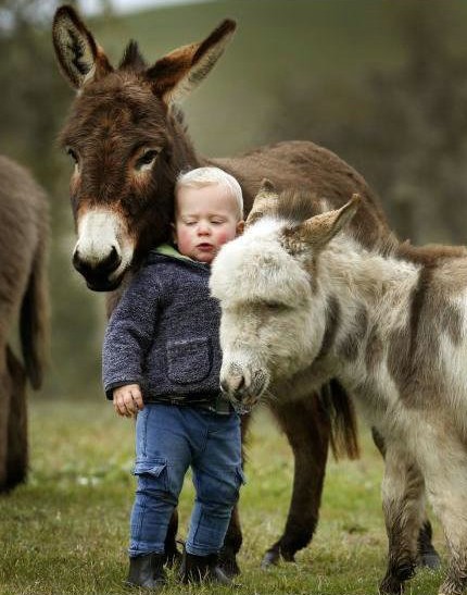 有一种神奇的物种，就是迷你小毛驴! “我有一头小毛驴，我从来也不骑!”在澳大利亚一个叫做Amelia Rise Donkeys的地方，有着一种神奇的物种，米错就是迷你小毛驴!他们敏感细腻需要主人更多的关心，也需要其他动物的陪伴!