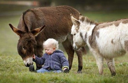 有一种神奇的物种，就是迷你小毛驴! “我有一头小毛驴，我从来也不骑!”在澳大利亚一个叫做Amelia Rise Donkeys的地方，有着一种神奇的物种，米错就是迷你小毛驴!他们敏感细腻需要主人更多的关心，也需要其他动物的陪伴!