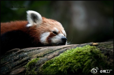 【小熊猫合辑】小熊猫(Red Panda)，又名猫熊、红猫熊、火狐，属于浣熊科。也是卖萌高手，喵星人表示鸭梨很大。