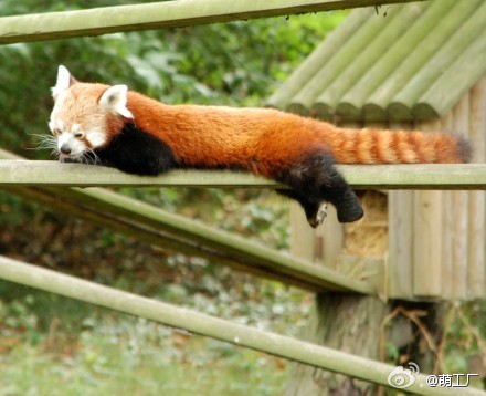 【小熊猫合辑】小熊猫(Red Panda)，又名猫熊、红猫熊、火狐，属于浣熊科。也是卖萌高手，喵星人表示鸭梨很大。