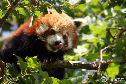 【小熊猫合辑】小熊猫(Red Panda)，又名猫熊、红猫熊、火狐，属于浣熊科。也是卖萌高手，喵星人表示鸭梨很大。