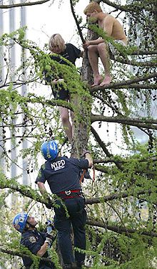 纽约市警察在中心公园逮捕了一对热恋中的情侣，为了逮捕这对"不合时宜"的野鸳鸯，警察不得不爬上30英尺高的冬青树。原来，这对情侣攀爬在中心公园的冬青树，面对过往的游客行人，竟赤裸身体大搞爱抚之举。