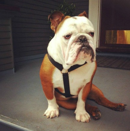 英国巴狗Winston 表情贱死了 丑的惊人! 这只英国巴狗叫Winston，在Instagram很火，丑的惊人!表情贱死了，我喜欢!