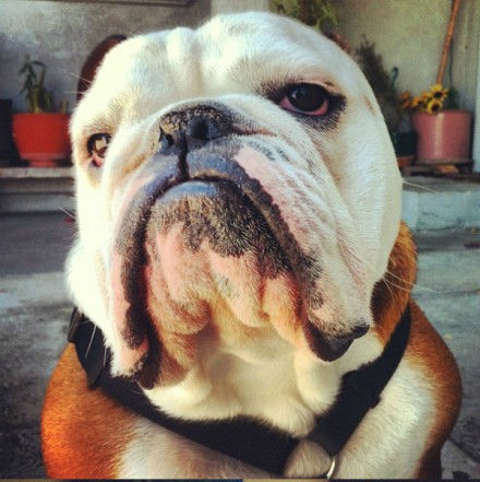 英国巴狗Winston 表情贱死了 丑的惊人! 这只英国巴狗叫Winston，在Instagram很火，丑的惊人!表情贱死了，我喜欢!